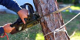 Best Tree Preservation Services  in Trenton, NJ