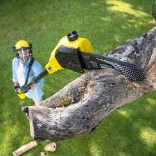 Best Organic Lawn Care Solutions  in Trenton, NJ