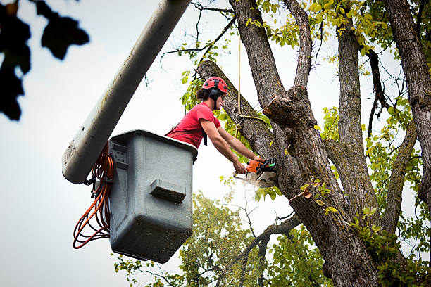 Professional  Tree Services in Trenton, NJ