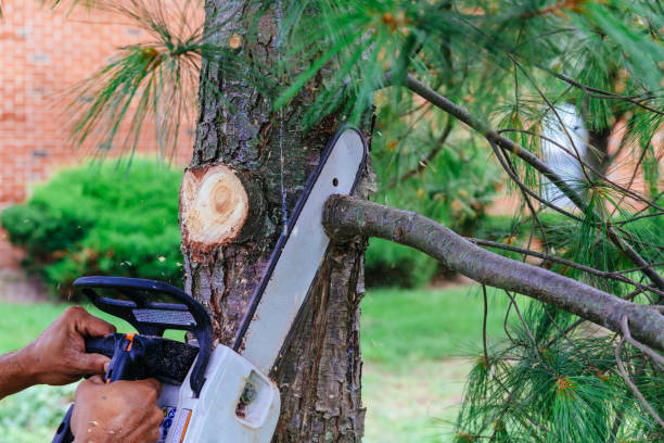 Best Hazardous Tree Removal  in Trenton, NJ